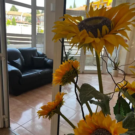 Sunny Flower Family 3*