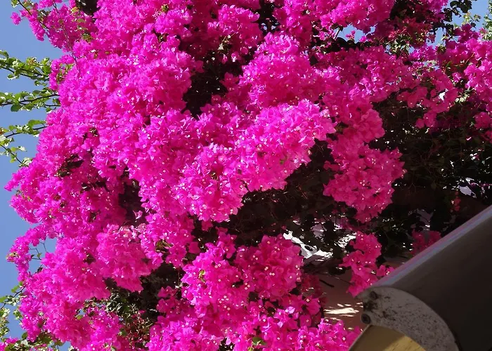 Hotel Sunny Flower Family Sunny Beach