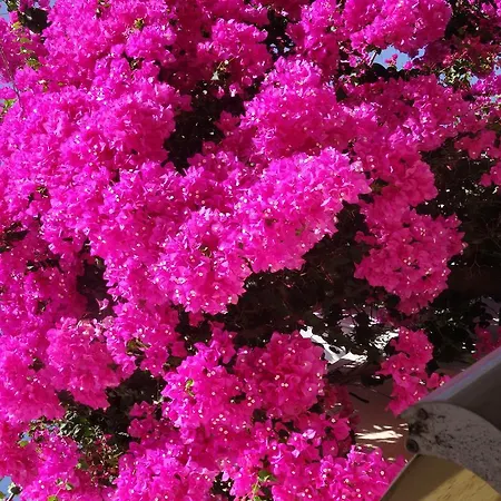 מלון Sunny Flower Family סאני ביץ'